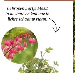 Intratuin Gebroken hartje aanbieding