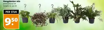 Poiesz Hangplanten mix aanbieding