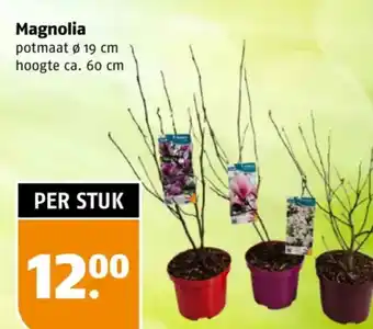 Poiesz Magnolia aanbieding