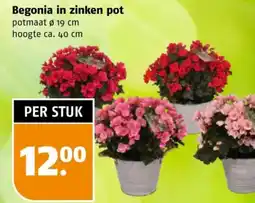 Poiesz Begonia in zinken pot aanbieding