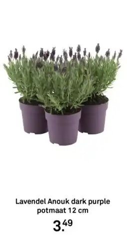 Karwei Lavendel Anouk dark purple aanbieding