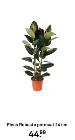 Karwei Ficus Robusta aanbieding