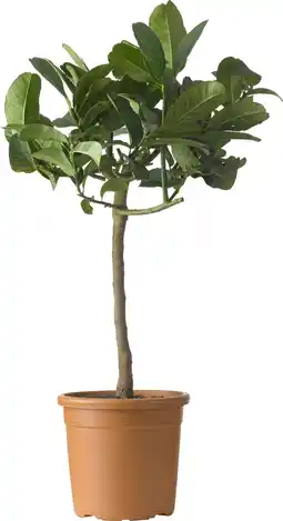 Intratuin Limoenboom (Citrus sinensis 'Lime' ) D 20 H 80 cm aanbieding