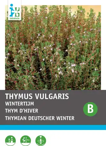 Intratuin Intratuin groentezaad Wintertijm (Thymus vulgaris) aanbieding