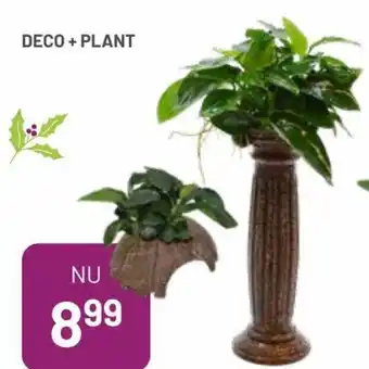 Pets & Co Deco + Plant aanbieding