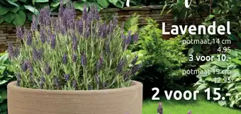 Deka Tuin Lavendel aanbieding