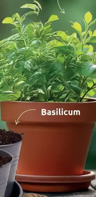 Deka Tuin Basilicum aanbieding