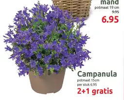 Deka Tuin Campanula aanbieding