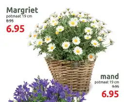 Deka Tuin Margriet aanbieding