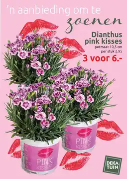 Deka Tuin Dianthus pink kisses aanbieding