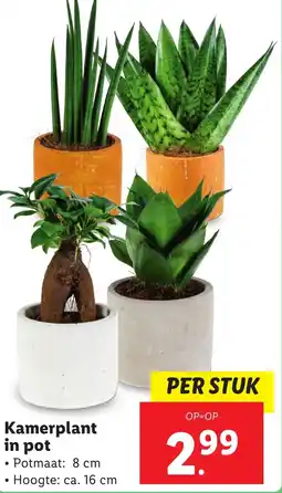 Lidl Kamerplant in pot aanbieding