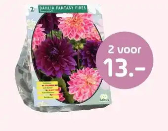 Coppelmans Fantasy Fires aanbieding