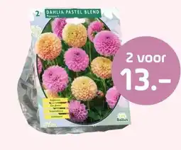 Coppelmans Pastel Blend aanbieding