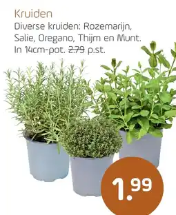 Coppelmans Kruiden aanbieding