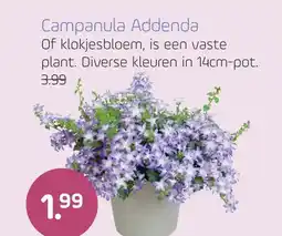 Coppelmans Campanula Addenda aanbieding