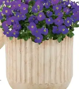 Coppelmans Aubrieta aanbieding