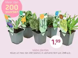 Coppelmans Vaste planten aanbieding