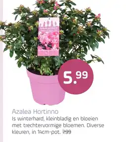 Coppelmans Azalea Hortinno aanbieding