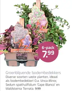 Coppelmans Groenblijvende bodembedekkers aanbieding