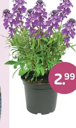 Coppelmans Erysimum Bowles Mauve aanbieding