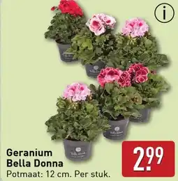 ALDI Geranium Bella Donna aanbieding