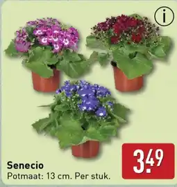 ALDI Senecio aanbieding