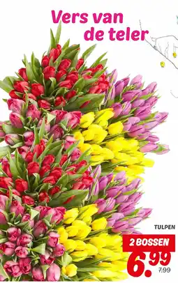 Dekamarkt Tulpen aanbieding