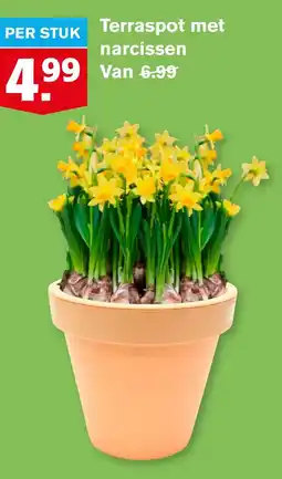 Hoogvliet Terraspot met narcissen aanbieding