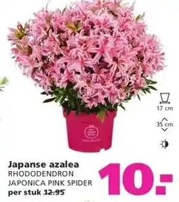 Ranzijn Japanse azalea aanbieding