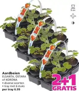 Ranzijn Aardbeien aanbieding