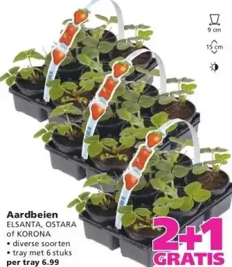 Ranzijn Aardbeien aanbieding