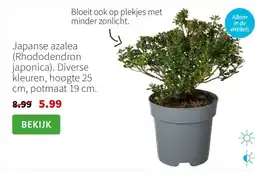 Intratuin Japanse azalea (Rhododendron japonica). Diverse kleuren, hoogte 25 cm, potmaat 19 cm. aanbieding