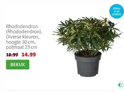 Intratuin Rhododendron (Rhododendron). Diverse kleuren, hoogte 30 cm, potmaat 23 cm aanbieding