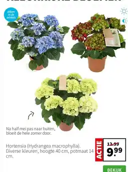 Intratuin Hortensia aanbieding