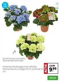 Intratuin Hortensia (Hydrangea macrophylla). Diverse kleuren, hoogte 40 cm, potmaat 14 cm. aanbieding