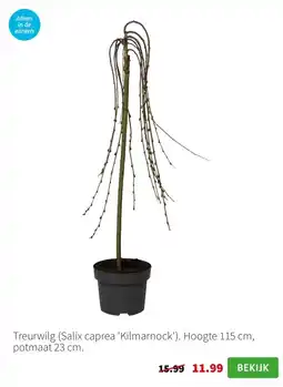 Intratuin Treurwilg (Salix caprea 'Kilmarnock'). Hoogte 115 cm, potmaat 23 cm. aanbieding