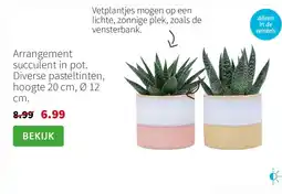 Intratuin Arrangement succulent in pot. Diverse pasteltinten, hoogte 20 cm, Ø 12 cm. aanbieding