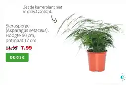 Intratuin Sierasperge (Asparagus setaceus). Hoogte 50 cm, potmaat 17 cm. aanbieding