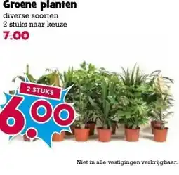 Boon`s Markt Groene planten aanbieding