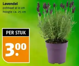 Poiesz Lavendel aanbieding