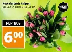 Poiesz Noordertrots tulpen aanbieding