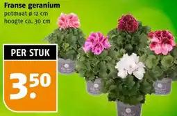 Poiesz Franse geranium aanbieding