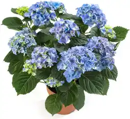 Intratuin Hortensia (Hydrangea macrophylla 'Early Blue') D 14 H 40 cm aanbieding