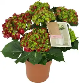 Intratuin Hortensia (Hydrangea macrophylla 'Hot Red') D 14 H 40 cm aanbieding