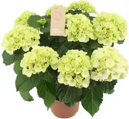 Intratuin Hortensia (Hydrangea macrophylla 'Schneeball') D 14 H 40 cm aanbieding