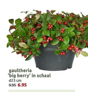 Deka Tuin Gaultheria 'Big Berry' In Schaal aanbieding