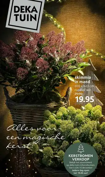 Deka Tuin Skimmia In Mand aanbieding