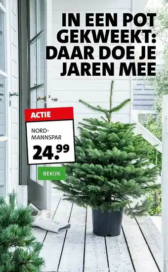 Intratuin Nordmannspar aanbieding