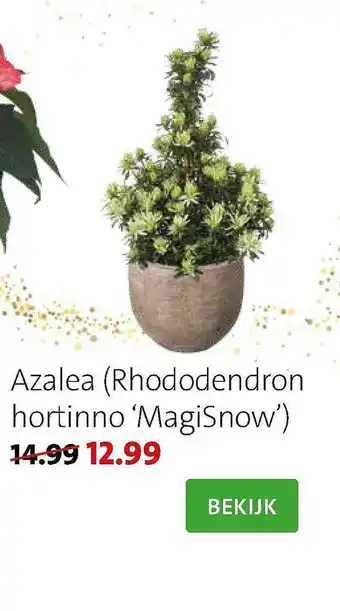 Intratuin Azalea (Rhododendron Hortinno 'MagiSnow') aanbieding