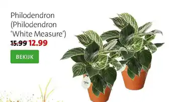 Intratuin Philodendron (Philodendron 'White Measure') aanbieding